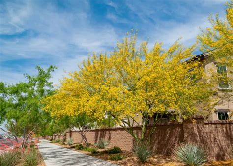 Parkinsonia florida (Blue Paloverde)