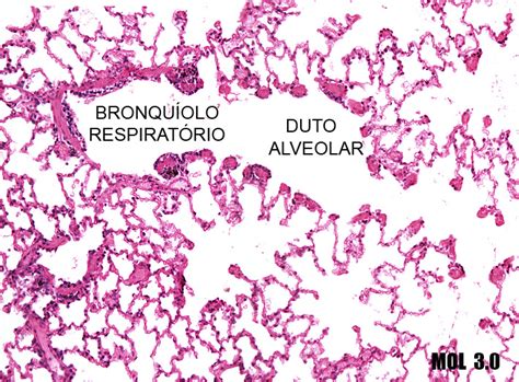 Histologia Sistema Respiratorio Images