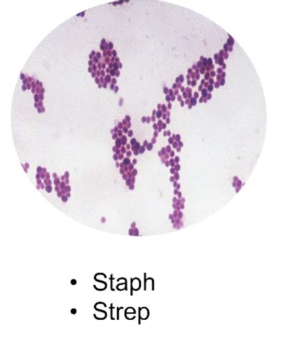 Microbio Lab Practical Exam Flashcards Quizlet