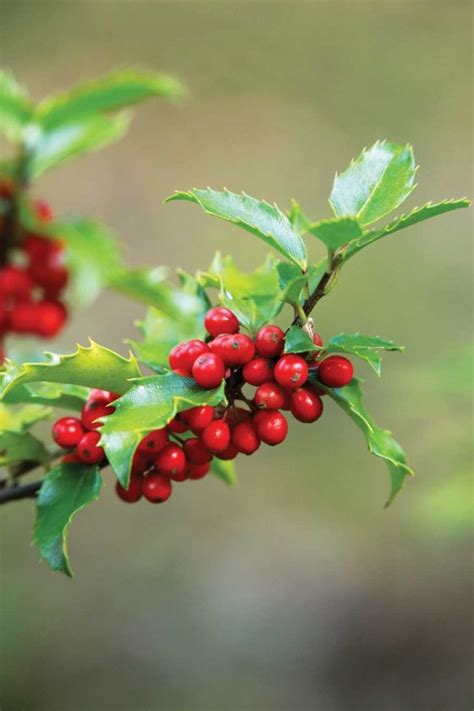 The Many Holly Varieties and How to Use Them - Grit