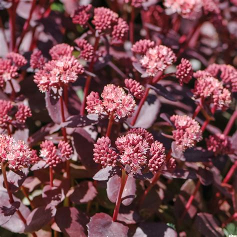 Szkółka Bylin Dobrepole Sedum telephium Variegatum rozchodnik