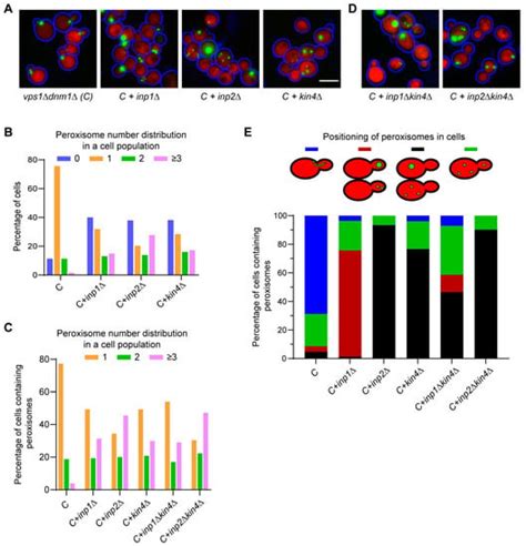 Biomolecules Free Full Text Spindle Position Checkpoint Kinase Kin