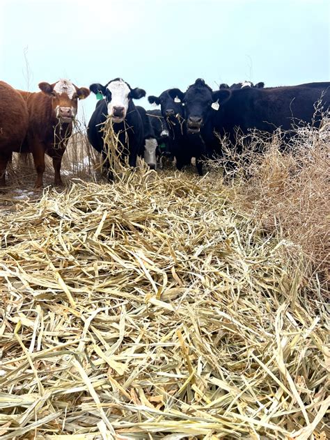 Three Tips for Better Cow Nutrition | Cow/Calf Corner | feedlotmagazine.com