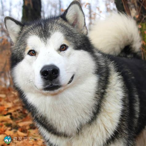 阿拉斯加雪橇犬 Alaskan Malamute 萌宠四季