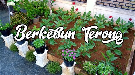 Berkebun Di Pekarangan Rumah Youtube