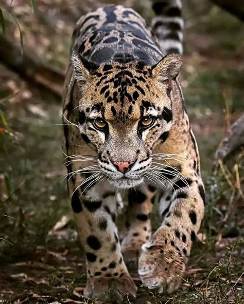 A Large Leopard Walking Across A Lush Green Field