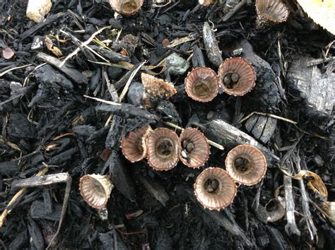 Fluted Bird S Nest Fungus From 14416 Parkvale Rd Rockville MD US On