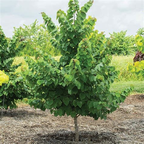 Garden Gems® Emerald Redbud Tree Stark Bros