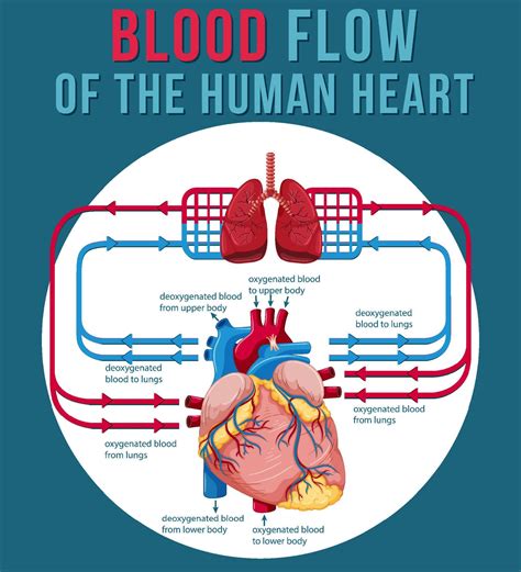 O Que Fluxo De Sangue - fluxo de sangue do coração humano 7637548 Vetor no Vecteezy