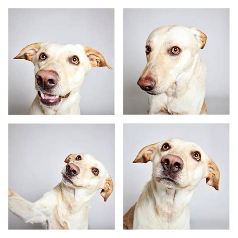 The Dogs Photo Booth – Fubiz Media