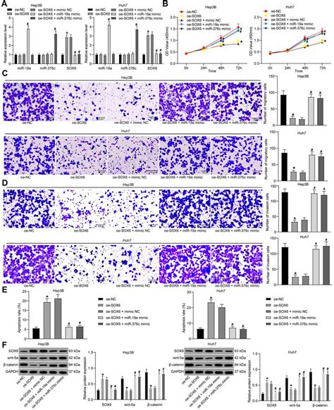 Mir 19a 3p And Mir 376c 3p Are Involved In Hcc Progression Through Download Scientific Diagram