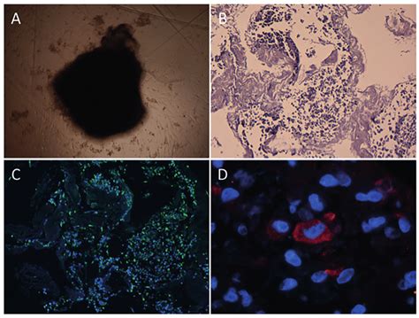 Organoid Like Structure Formation Histology And Immunofluorescence