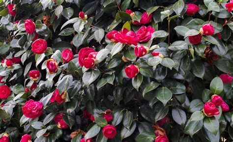 How To Grow Camellias The Home Depot