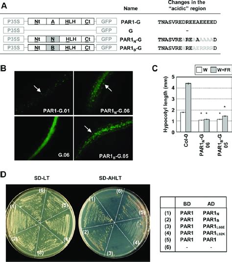 Phenotypes Of Plants Overexpressing Mutated Versions Of Par1 Par1 N