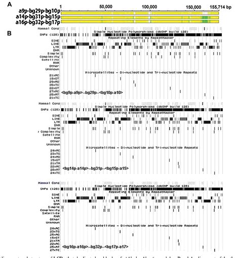 Mus Musculus Castaneus Semantic Scholar