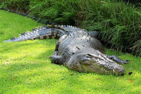 Saltwater Crocodile, Australia Stock Image - Image of porosus, wildlife ...