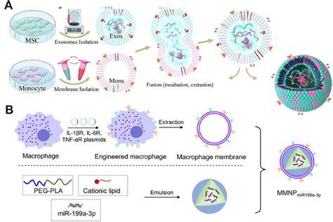 Figure 11 From Biomimetic Nanomaterials In Myocardial Infarction Treatment Harnessing Bionic