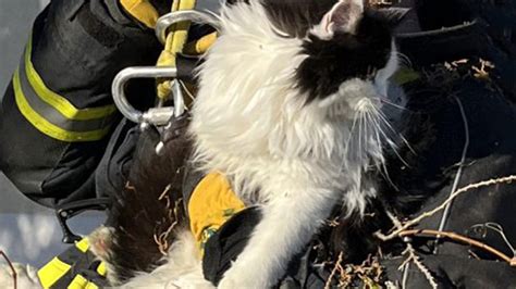 Feuerwehr Rettet Katze Aus Meter Hohem Baum