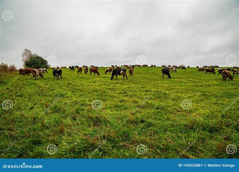 Green Country Pastures Meadow Full of Farm Animals Stock Image - Image ...