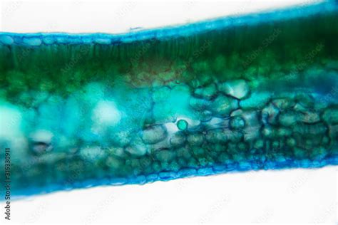 Cross-section leaf Plant of under the microscope for classroom ...