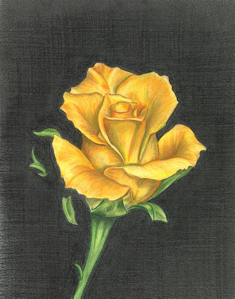 Yellow Rose Drawing at GetDrawings | Free download