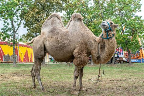 A Two Humped Camel In The City Park Camel Walking In The Park 25865904