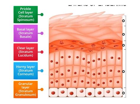 Layers of the epidermis - Labelled diagram