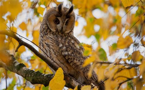 Tree Branch Leaves Yellow Autumn Owl Bird Wallpaper 1920x1200 14472