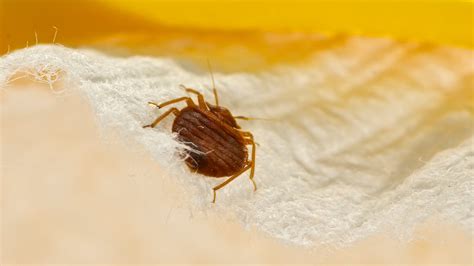 Can Alcohol Kill Bed Bug Eggs Pest Phobia