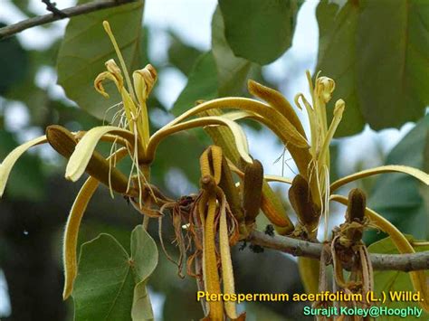 Medicinal Plants Pterospermum Acerifolium Muchukund Dinnerplate Tree