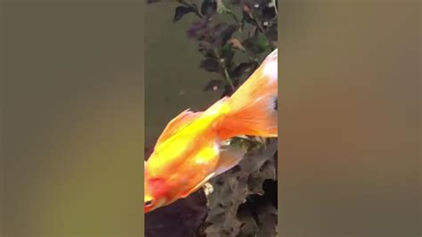 Juvenile Boesemani Rainbow Male And Female Showing Breeding Behavior