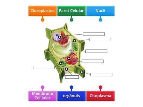 C Lula Vegetal Diagrama Con Etiquetas