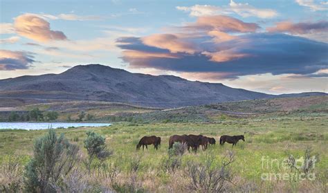 Wild Mustangs in Nevada Photograph by Dianne Phelps - Fine Art America