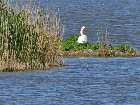 Schwan Mit Jungtieren H Ckerschwan Cygnus Olor C Albre Flickr