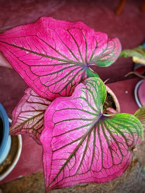 Infinity Caladium | Caladium, Caladium garden, Plant leaf identification