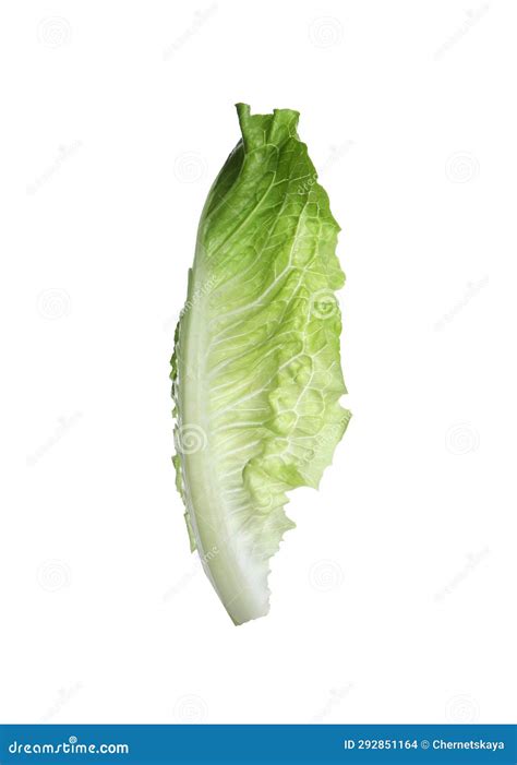 Fresh Leaf Of Green Romaine Lettuce Isolated On White Stock Photo