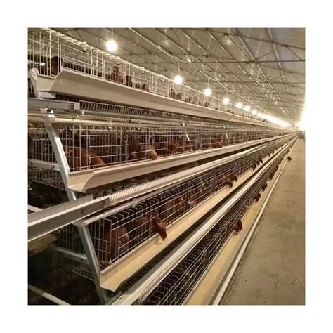 Modern Prefab Steel Structure Chicken Poultry Farm China Steel