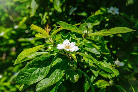 Medlar: planting & propagating Mespilus germanica - Plantura