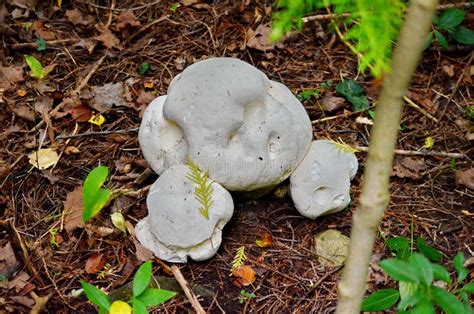 Puffball Mushroom Growing Wild Stock Photo - Image of large, edible ...