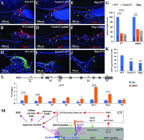 NOTCH RBPJ Signaling Directly Regulates The Expression Of Vitreous