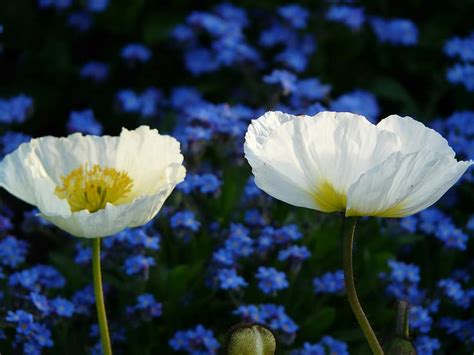 Iceland Poppy Papaver Nudicaule Naked Stalks Poppy Mohngewaechs