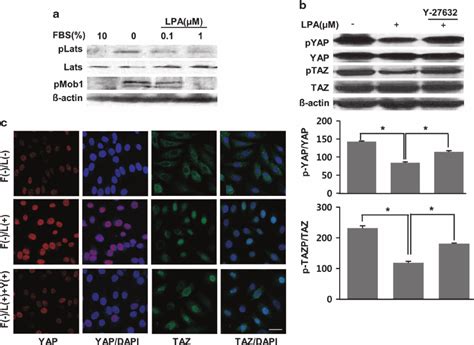 Lysophosphatidic Acid LPA Induced YAP TAZ Dephosphorylation And