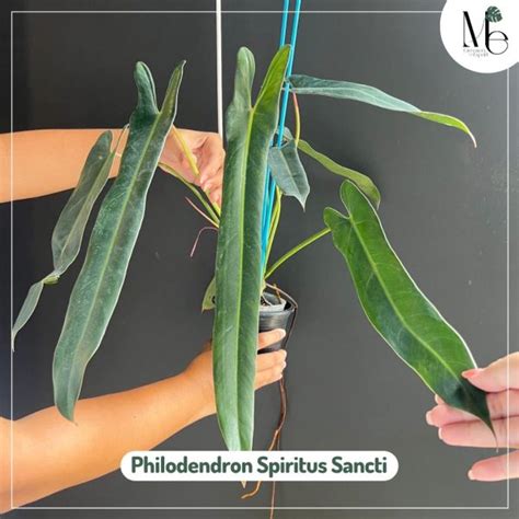 Philodendron Spiritus Sancti Medium To Large