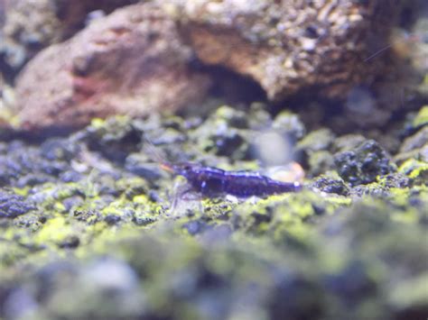 Sulawesi Shrimp : r/Aquariums