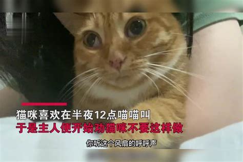 猫咪常在半夜叫，主人苦口婆心劝阻猫咪一脸呆滞，反应惹爆笑猫咪主人反应