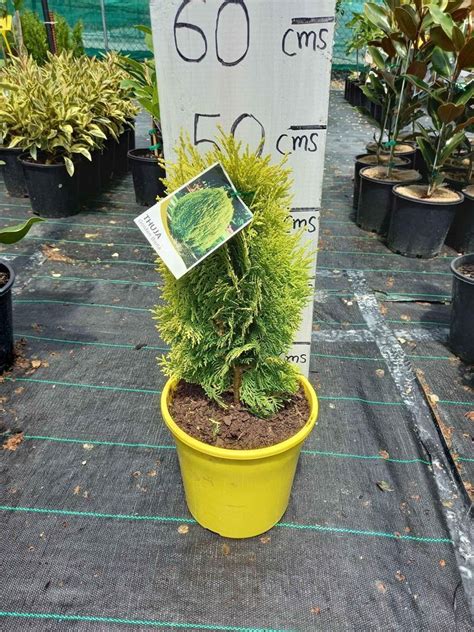 Golden Biota In Mm Pots Canberra Nursery Garden Centre