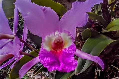 All About Colombia's National Flower: Cattleya trianae