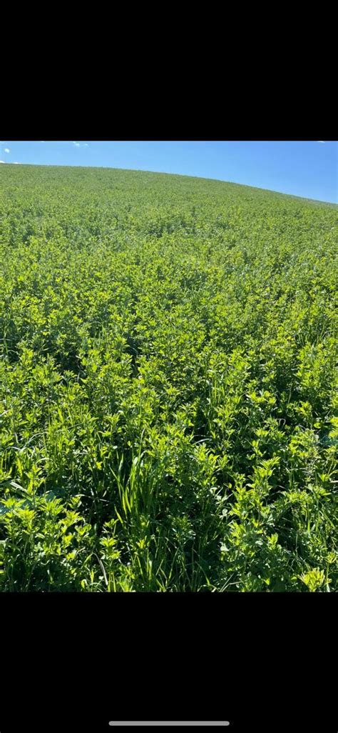 Silageballen Siloballen Schnitt Kaufen Landwirt