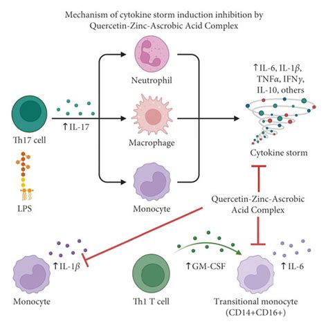 The Quercetin Complex Has A Protective Effect Against Tissue Damage