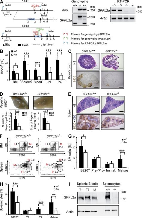 Sppl2a Deficiency Leads To Impaired B Cell Development And Function